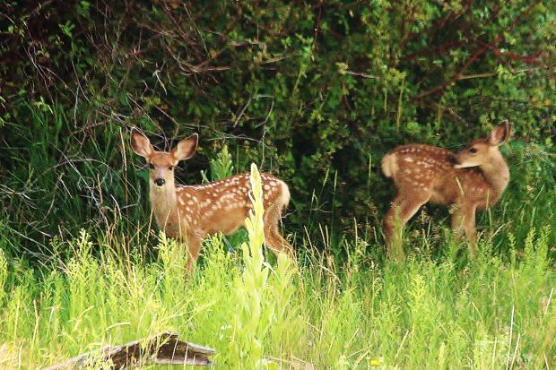 Deer